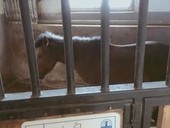 -大连凯洋马术俱乐部有限公司