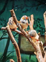 -Zoolung Zoolung动物主题公园(海信广场店)