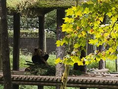 -中国大熊猫保护研究中心雅安碧峰峡基地