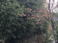 -白鹭湾湿地公园