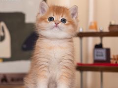 -小猫来了·猫舍(红山六九七九店)