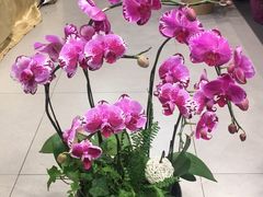 -双季花艺园艺市场(浦东店)