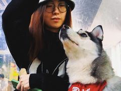 -Husky Go! 哈士奇体验馆·宠物咖啡厅狗咖