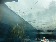 -重庆海昌加勒比海水世界