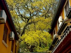-普陀山风景名胜区-法雨禅寺