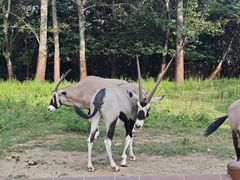 -大连森林动物园