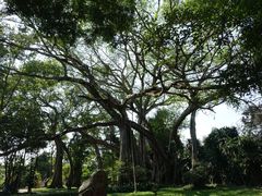 景点-瑞丽独树成林风景区