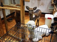 -猫色咖啡·猫咖