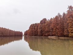 -上海海湾国家森林公园