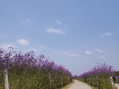 -深圳湾公园(南山区)