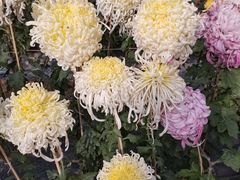 -贵州省植物园