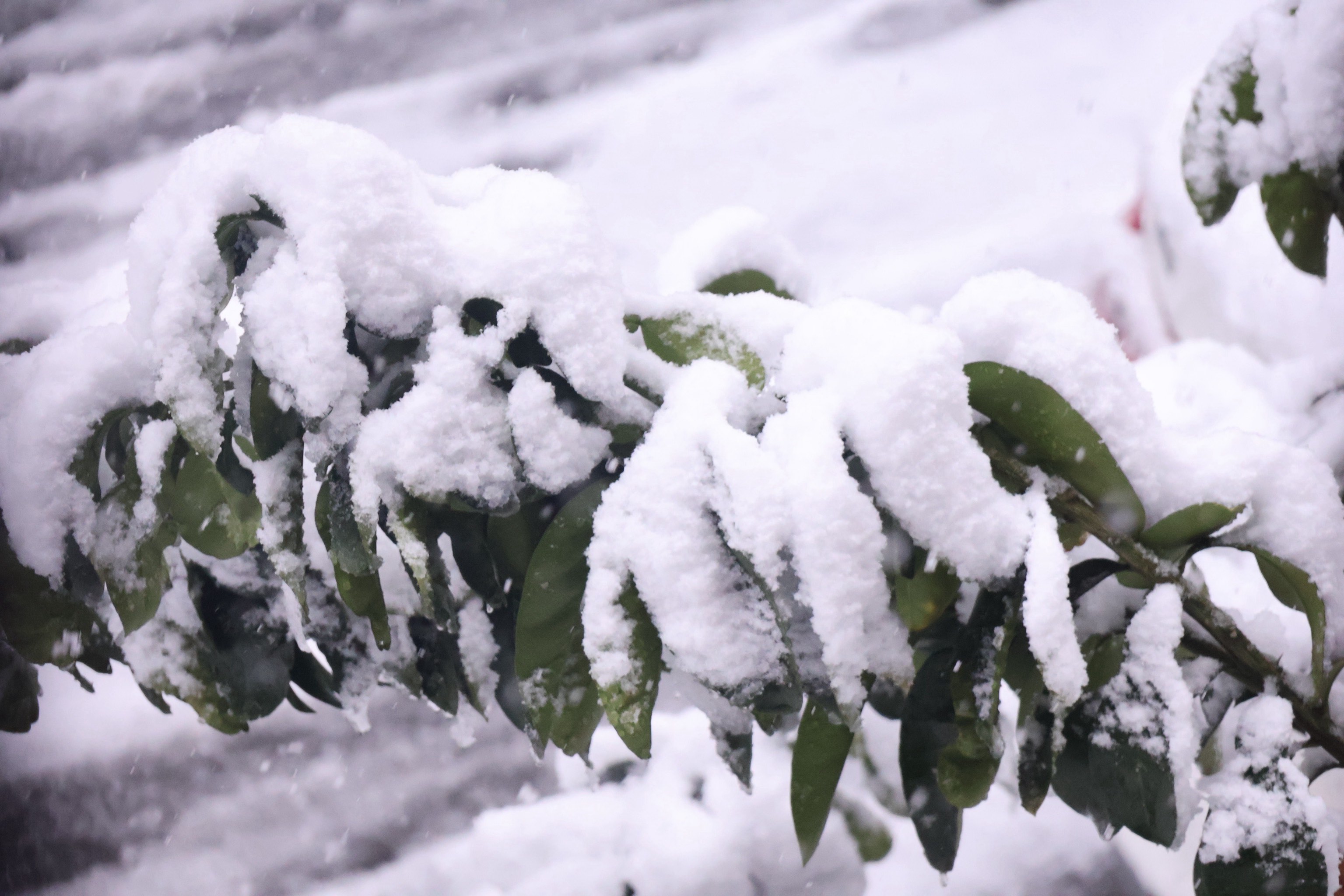 南昌雪景图片