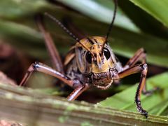 -美国自然历史博物馆