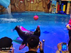 -烟台海昌鲸鲨海洋公园