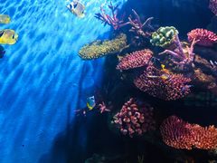 -暹罗海洋世界