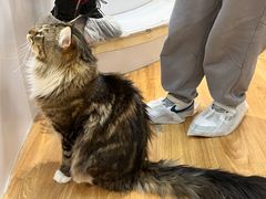 -COLOR PETS 撸猫馆·购猫·猫咖(长风大悦城店)