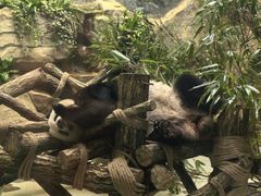 -都江堰中华大熊猫苑