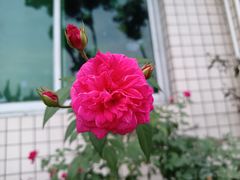 -金科花卉市场