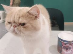 -飞行喵MR PILOT|猫舍·猫咖(静安大融城店)