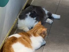 -飞行喵MR PILOT|猫舍·猫咖(静安大融城店)