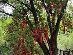 -广州白江湖森林公园