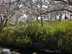 -羊山湖公园