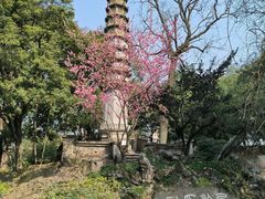 -西泠印社