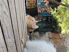 -喵屿·大理花园猫咖