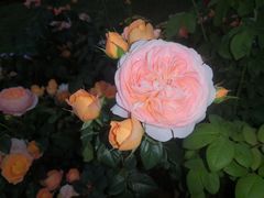 -深圳国际园林花卉博览园