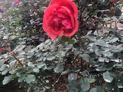 -人民公园(罗湖区)