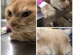 -袖虎·猫馆(体育西路店)