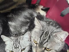 -瑞派长江宠物医院·猫科·外科·24小时夜护(谊城公寓分院)