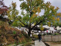 -塔川景区