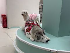 -怪兽屋·羊驼·猫咖·狗咖(俊华广场店)