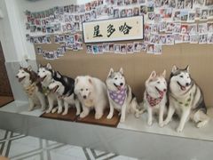 -星多哈·狗咖·拼豆·咖啡