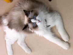 -猫在这儿猫咪咖啡馆·撸猫馆