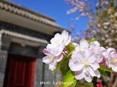 -海棠花溪(元大都城垣遗址公园)