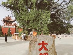 -大槐树寻根祭祖园