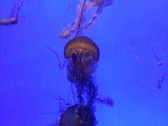 -上海海洋水族馆-停车场