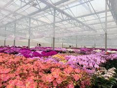 -龙大花卉苗木市场