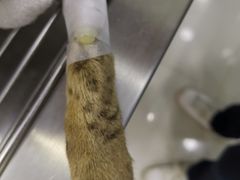 -安安宠物医院(情缘分院)