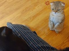 -萌喵宠狗爱心宠咖