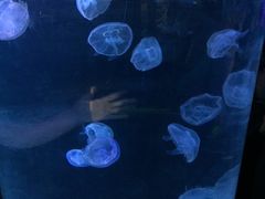 -石家庄极地海洋世界