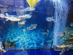-肆月河豚·新淮扬(金融街店)