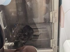 -瑞鹏宠物医院犬猫全科(真大分院)