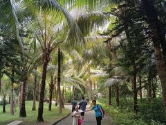-广东茂名森林公园