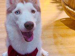 -Husky Go! 哈士奇体验馆·宠物咖啡厅狗咖