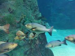 -悉尼海洋生物水族馆