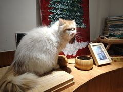 -有猫主题·治愈系猫咖(曾厝垵店)