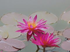 -国家植物园南园